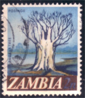 958 Zambia Arbre Baobab Tree (ZAM-59) - Trees