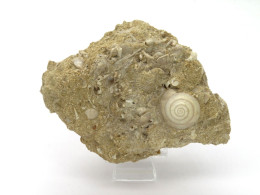Fossile Coquillage Dans Sa Gangue Du Lutétien 45 Millions D'années - Coquillages