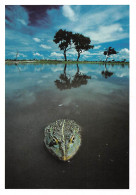 BOTSWANA African Bullfrog Pyxicephalus Adspersus édition Frans Lanting RSA GAROBONE  (2 Scans) N°28 \MP7111 - Botswana