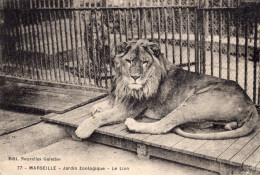 Marseille - Jardin Zoologique - Le Lion - Cachet Maison De Convalescence Des Troupes Marocaines - Parken En Tuinen