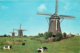 Moulin à Vent - CPM - Voir Scans Recto-Verso - Windmills