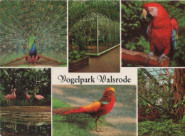 97765 - Walsrode - Vogelpark - 1982 - Walsrode