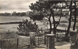 Carnac Plage * La Plage à Travers Les Pins De La Pointe De Beaumel - Carnac