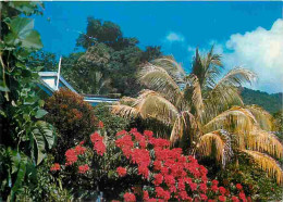 Antilles - Poinsettia Et Cocotier - CPM - Voir Scans Recto-Verso - Autres & Non Classés