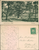 Ansichtskarte Stubbenkammer-Sassnitz Saßnitz Waldweg - Herthabuche 1924  - Sassnitz