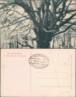 Ansichtskarte Stubbenkammer-Sassnitz Saßnitz Partie An Der Hertha-Buche 1921  - Sassnitz