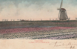 Tulpenvelden I.h. Etabl.v. R. V.d. Schoot En Zn Bij Haarlem Molen # 1906  4146 - Haarlem