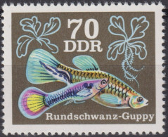 1976 DDR ** Mi:DD 2181, Sn:DD 1774, Yt:DD 1857, Sg:DD E1896, Rundschwanz-Guppy, Zierfisch - Neufs