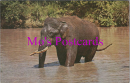 Animals Postcard - A Wild Indian Elephant  DZ32 - Elephants