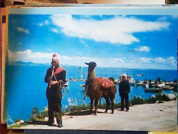 Lama - Lamas - Lago Titicaca - La Paz - Bolivia S1980 JV6015 - Bolivia