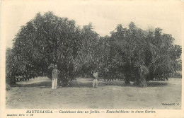 République Centrafricaine / Haute-Sanga / Caoutchoucs Dans Un Jardin / * 507 68 - Zentralafrik. Republik