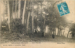 83 / La Garde Freinet / Une Pinede / * 508 40 - La Garde Freinet