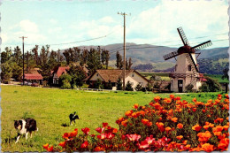 6-4-2024 (1 Z 12) USA - Slovang (Danish Town) Windmill (2 Postcard) - Windmills