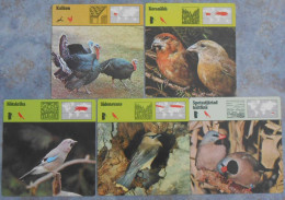 Editions Rencontre; 5 Cards With Birds (in Swedish) - Dieren