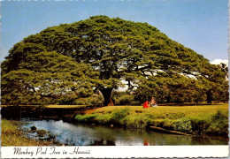 6-4-2024 (1 Z 14) USA - Hawaii Monkey Pod Tree - Arbres