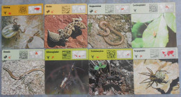 Editions Rencontre; 8 Cards With Arachnids, Lizards And Scorpions (in Swedish) - Dieren