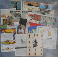 Lot Of Newspaper Clippings; Animals & Nature Around 35-45 Years Old (in Swedish) - Dieren