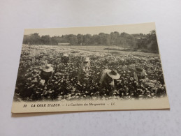 H11/416- La Cueillette Des Marguerites - Provence-Alpes-Côte D'Azur