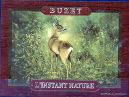 CERF - L'Instant Nature - Cerfs