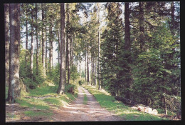 CPSM / CPM 10.5 X 15 Vosges Forêt De Sapins De PLAINFAING  Confiserie Des Hautes Vosges Claudepierre à Habeaurupt - Plainfaing