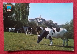 POSTAL POST CARD BELLVER DE CERDANYA LLEIDA LÉRIDA VISTA GENERAL VIEW...VACAS COWS..VACHES CATALUNYA SPAIN ESPAGNE... - Lérida