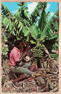 19918 / ⭐ Antilles CARAIBES CARIBBEAN Bananas Fruit Tropics Récolte Bananes Ouvrier 1964- DEXTER L. WITT NYACK USA 92348 - Other & Unclassified