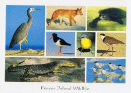 CPM..AUSTRALIA..AUSTRALIE..FRASER ISLAND WILDLIFE.. - Other & Unclassified