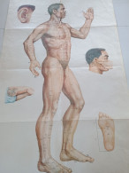 CHINA . ANATOMIE. AFFICHE 65 X 106 Cm. - Affiches