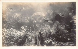 Bahamas - NASSAU - Sea Garden - REAL PHOTO - Publ. S.F. Corp. 1914  - Bahamas
