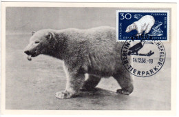 DDR 1956, Maximumkarte 30 Pf. Eisbär M. Stpl. Berlin Friedrichsfelde Tierpark - Bären