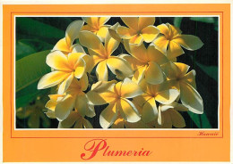 Etats Unis - Hawaï - Hawaï's Flowers - Plumeria - Fleurs - Etat De Hawaï - Hawaï State - CPM - Voir Timbre - Voir Scans  - Altri & Non Classificati