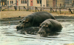 HIPPOPOTAMES D'AFRIQUE - JARDIN ZOOLOGIQUE DE GRANBY, QUÉBEC - LES DISTRIBUTIONS ÉCLAIR - - Hipopótamos