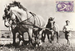 Attelage Chevaux - élevage Français - Trait Du Nord-- EN ACHAT IMMEDIAT - - Attelages