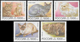 RUSSIA -  1996  - FAUNA - ANIMALS -  CAT - CATS - GATTI - 4 V - MNH - - Katten