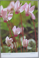 ISRAEL CYCLAMEN LATIFOLIA FLORA FAUNA FLOWER CARTE POSTALE POSTCARD CARTOLINA PICTURE PHOTO ANSICHTSKARTE POSTKARTE CARD - Israele