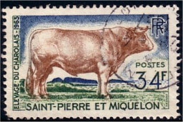 390 St-Pierre Miquelon Boeuf Ox Beef Taureau Bull Vache Cow (f3-SPM-91) - Agriculture