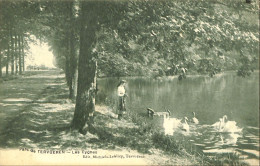 Belgique - Brabant Flamand - Tervueren - Tervueren - Parc De Tervueren - Les Cygnes - Tervuren