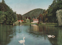 14922 - Bad Bergzabern - Schwanenweiher - 1965 - Bad Bergzabern