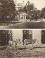 ANVERS : Jardin Zoologique. ( 2 Cartes). - Antwerpen