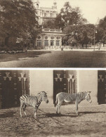 ANVERS : Jardin Zoologique. ( 2 Cartes). - Zebra's