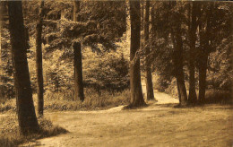 Belgique - Brabant Flamand - Tervueren - Tervueren - Un Coin Du Parc - Tervuren