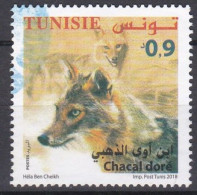 Golden Jackal (Canis Aureus) - 2018 - Tunisia (1956-...)