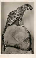 Bergleopard Aus SW-Afrika - Tijgers