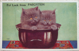 Pot Luck From Paignton - Paignton