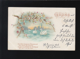 Schwäne, Ein Stiller Gruss Aus Blumenmund Düsseldorf/Odenkirchen 12+13.12.1900 - Hold To Light