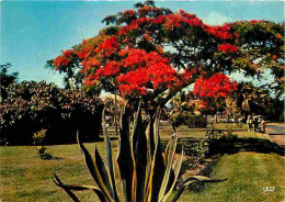 La Réunion - Saint Pierre - Flamboyant - CPM - Voir Scans Recto-Verso - Saint Pierre