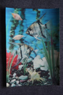 Fish - Stereo Card - SHELL - Seashell - Old Postcard - 3d - Fische Und Schaltiere