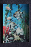 Fish - Stereo Card - SHELL - Seashell - Old Postcard - 3d - Vissen & Schaaldieren