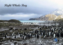 Antarctica South Georgia Right Whale Bay New Postcard - Autres & Non Classés