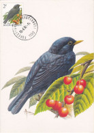 Carte Maximum Belgique Oiseau Bird Buzin 2458 Merle 1992 - 1991-2000